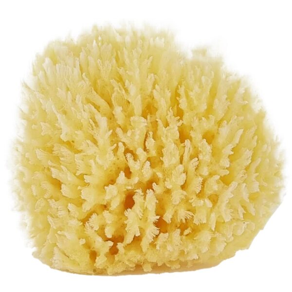 Palmetten Mediterranean Sponge Large 13 cm